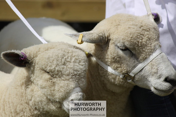 North Yorkshire County Show 170
