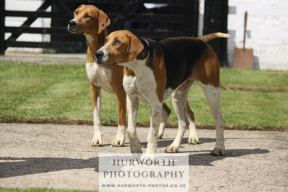 Hurworth Hunt Puppy Show 047