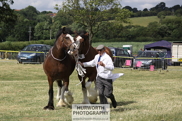 2013 Osmotherley Show 148