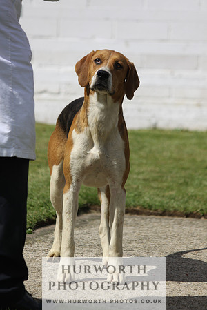Hurworth Hunt Puppy Show 062