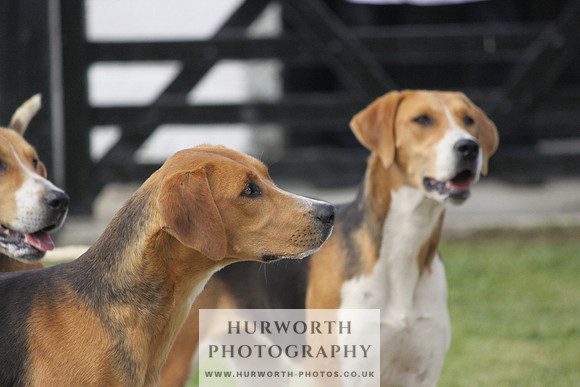 Hurworth Hunt Puppy Show 096
