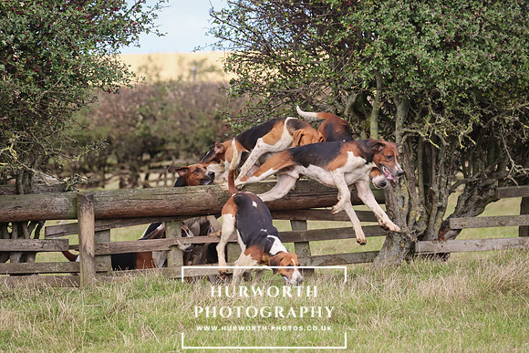 Hurworth Hunt 15