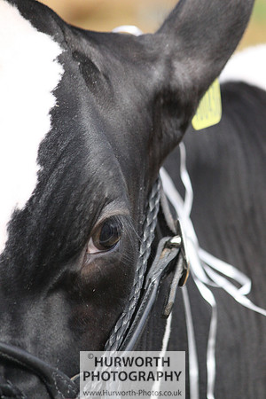 North Yorkshire County Show 042