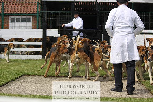 Hurworth Hunt Puppy Show 136