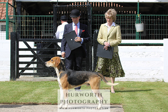 Hurworth Hunt Puppy Show 009