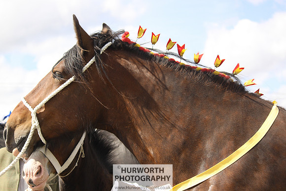 2013 Osmotherley Show 153