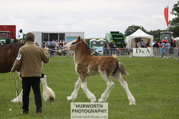 North Yorkshire County Show 112