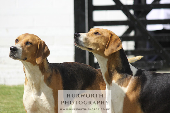 Hurworth Hunt Puppy Show 061