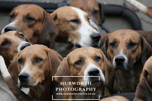 Hurworth Hunt 037