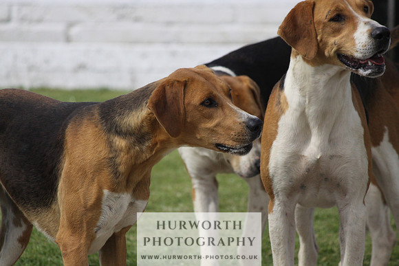 Hurworth Hunt Puppy Show 093