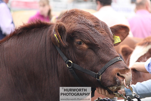 North Yorkshire County Show 020