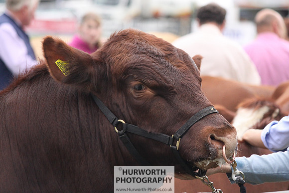 North Yorkshire County Show 019