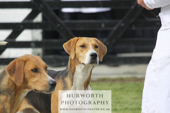 Hurworth Hunt Puppy Show 095