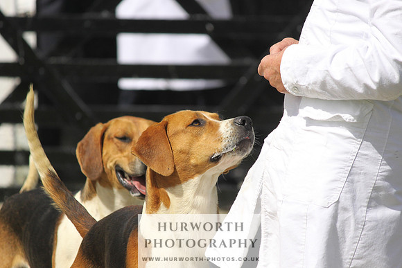 Hurworth Hunt Puppy Show 035