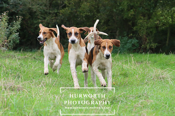 Hurworth Hunt 8