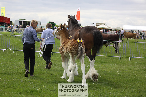 North Yorkshire County Show 061