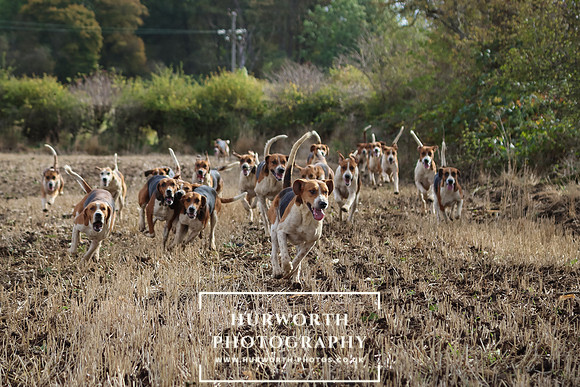 Hurworth Hunt 12