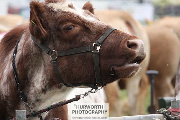 North Yorkshire County Show 012
