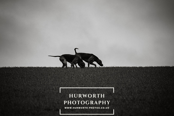 Hurworth Hunt 314