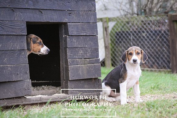 Hurworth Hunt Hound Pups 066