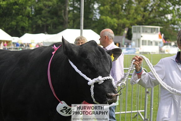 North Yorkshire County Show 049