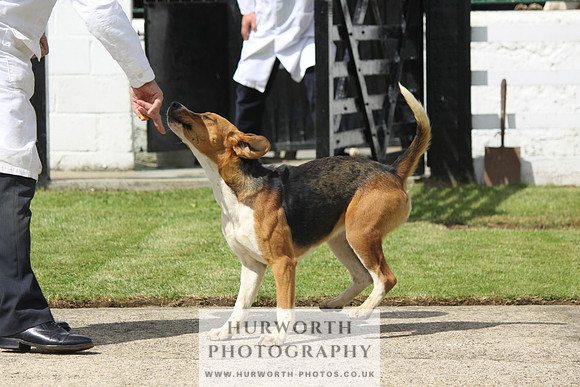 Hurworth Hunt Puppy Show 077