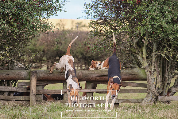 Hurworth Hunt 9