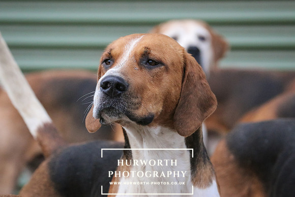 Hurworth Hunt  55