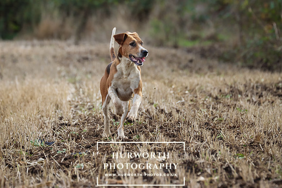 Hurworth Hunt 15