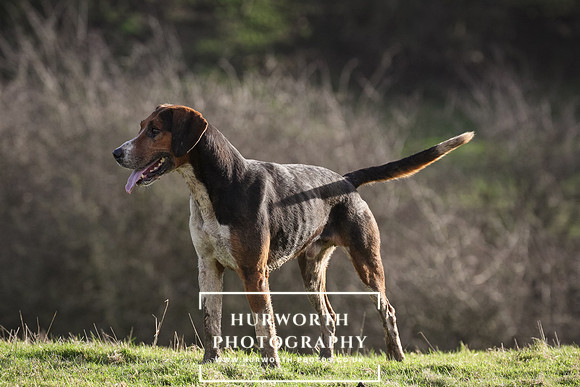 Hurworth Hunt 084