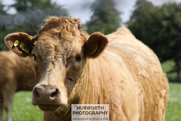 Countryside 046