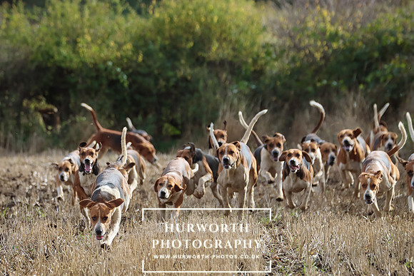 Hurworth Hunt 5