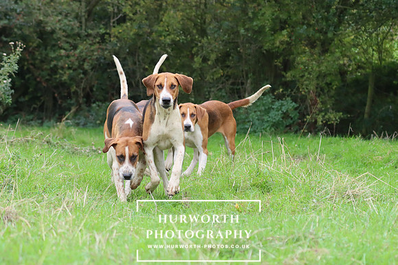 Hurworth Hunt 6