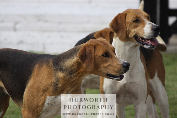 Hurworth Hunt Puppy Show 094