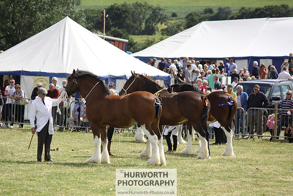 2013 Osmotherley Show 143