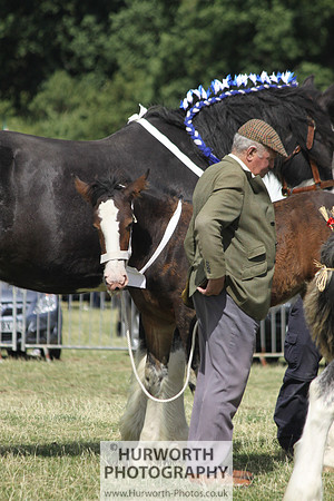 2013 Osmotherley Show 155