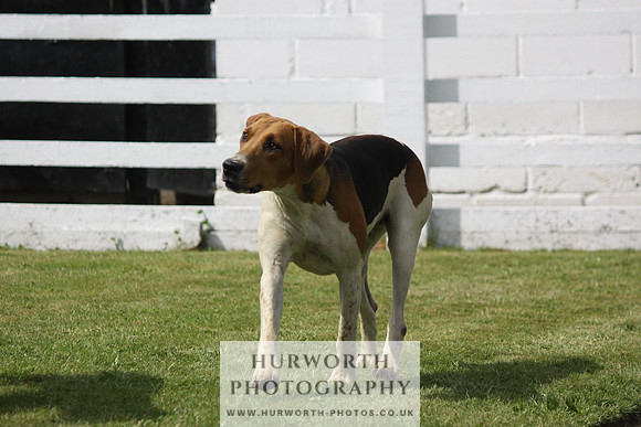Hurworth Hunt Puppy Show 117