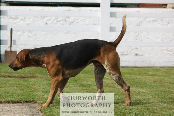 Hurworth Hunt Puppy Show 127