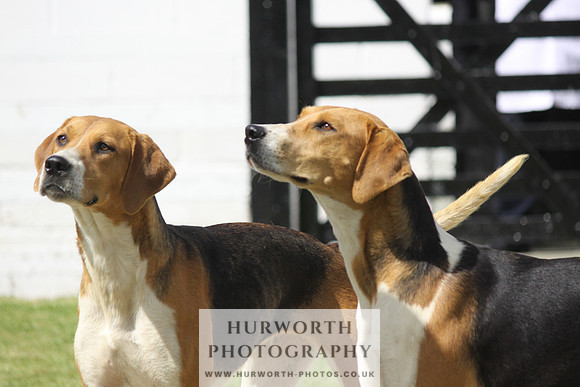 Hurworth Hunt Puppy Show 060