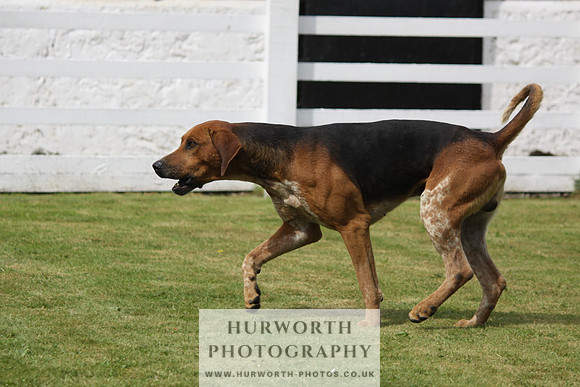 Hurworth Hunt Puppy Show 125