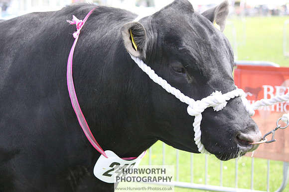 North Yorkshire County Show 050