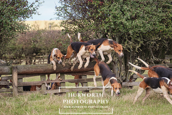 Hurworth Hunt 18