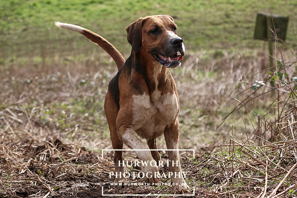 Hurworth Hunt 428