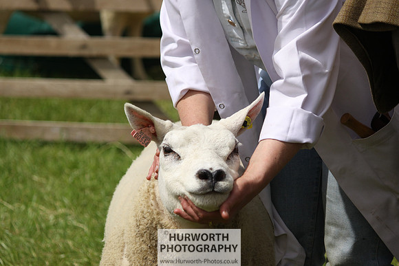 North Yorkshire County Show 167