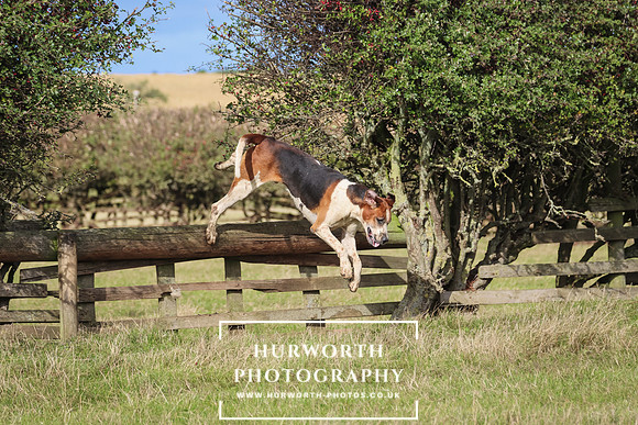 Hurworth Hunt 35