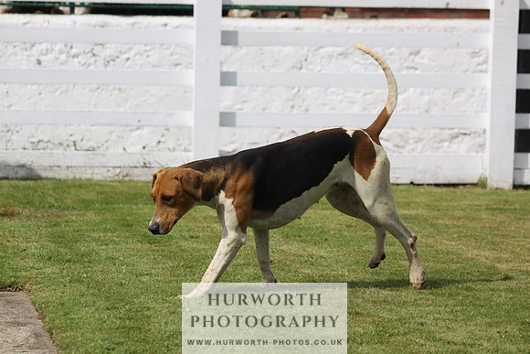 Hurworth Hunt Puppy Show 110