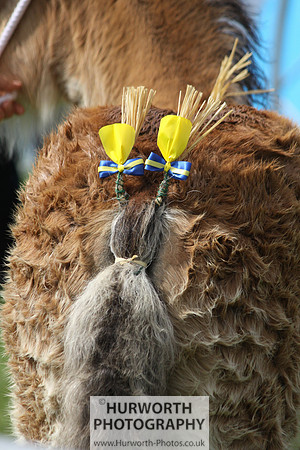 North Yorkshire County Show 059