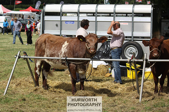2013 Osmotherley Show 103