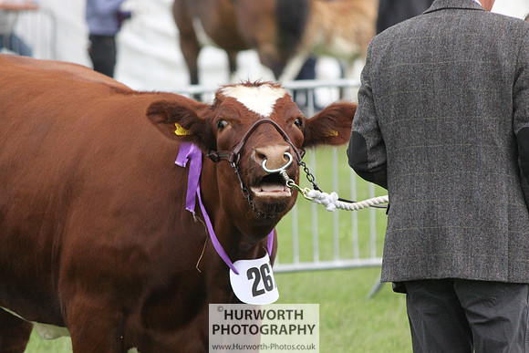 North Yorkshire County Show 138