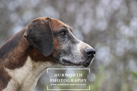 Hurworth Hunt 135